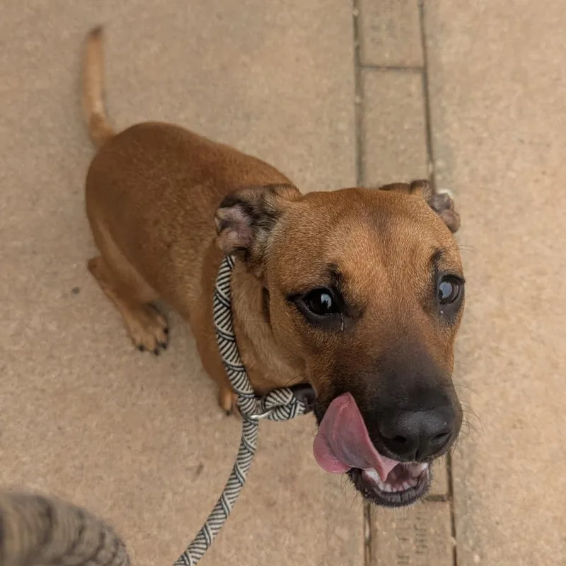 A young small-sized female Yellow / Tan / Blond / Fawn Mixed Breed dog named Wednesday for adoption in Greenville, SC