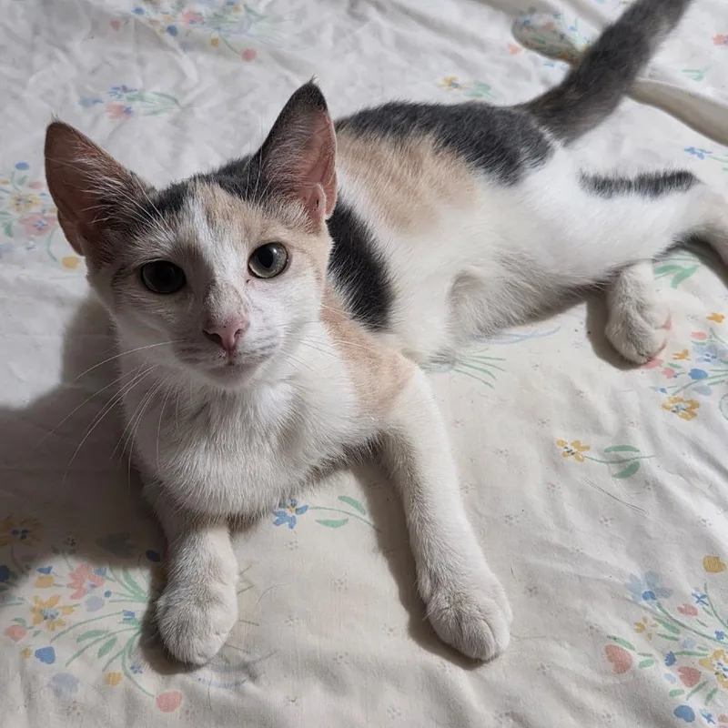 A baby small-sized female Calico Domestic Short Hair cat named Missy for adoption in Jupiter, FL