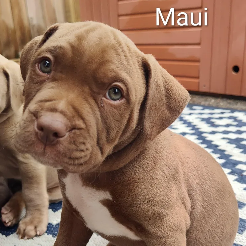 A baby medium-sized male Pit Bull Terrier dog named Maui for adoption in Midland, MI