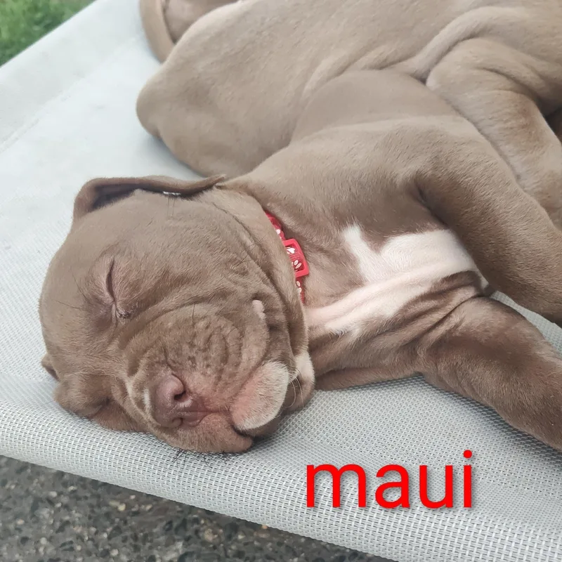 Maui thumbnail 2