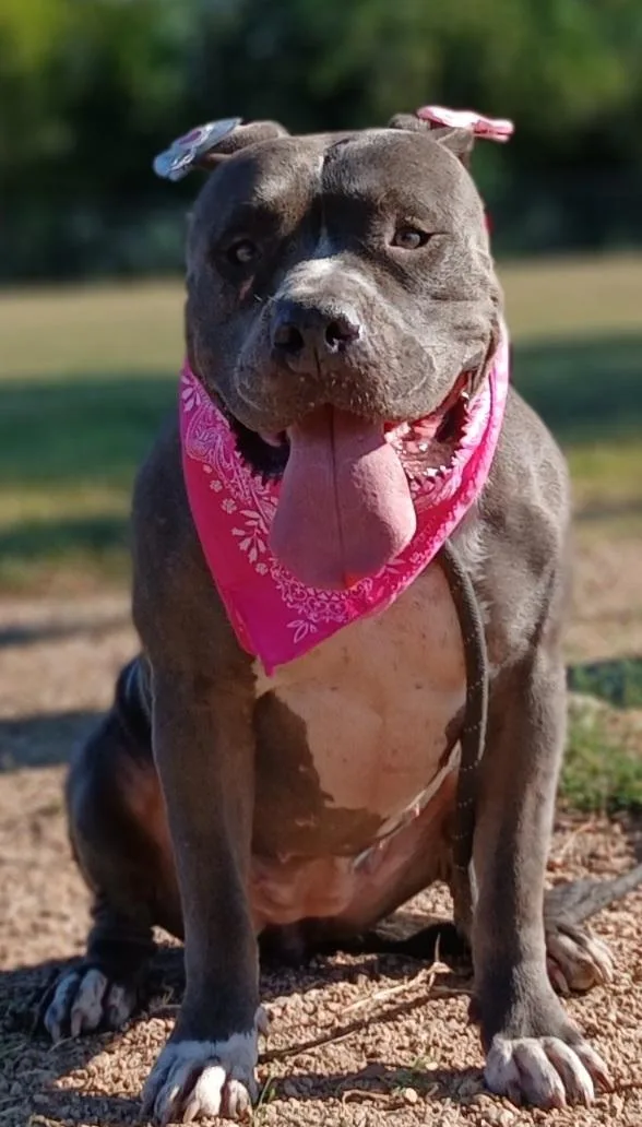A young large-sized female Pit Bull Terrier dog named Antonia: A sweet pup for adoption in Houston, TX