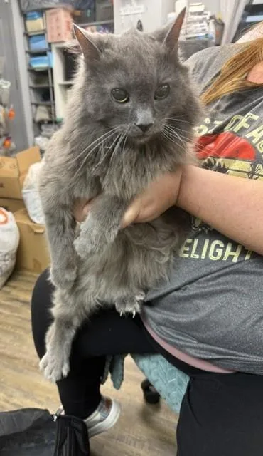 A senior large-sized male Domestic Long Hair cat named Modem for adoption in Conway, AR