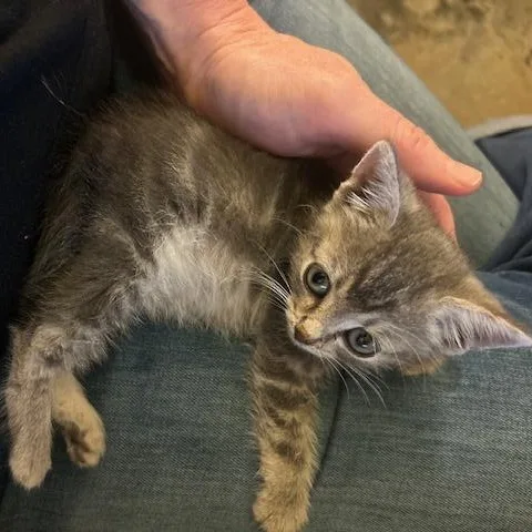 A baby medium-sized female Domestic Short Hair cat named Echo for adoption in Portland, OR
