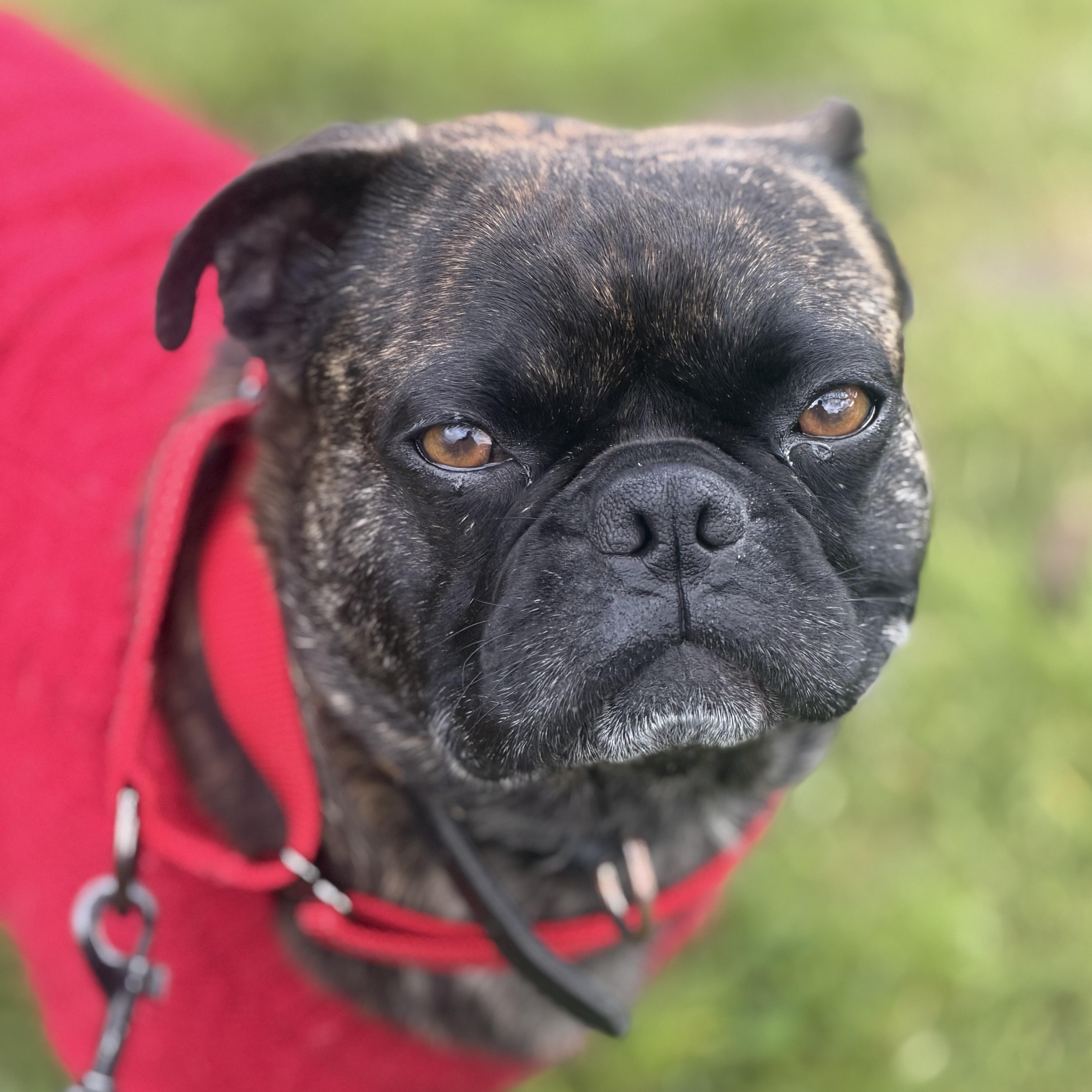 Mr. Loveable Frankie
