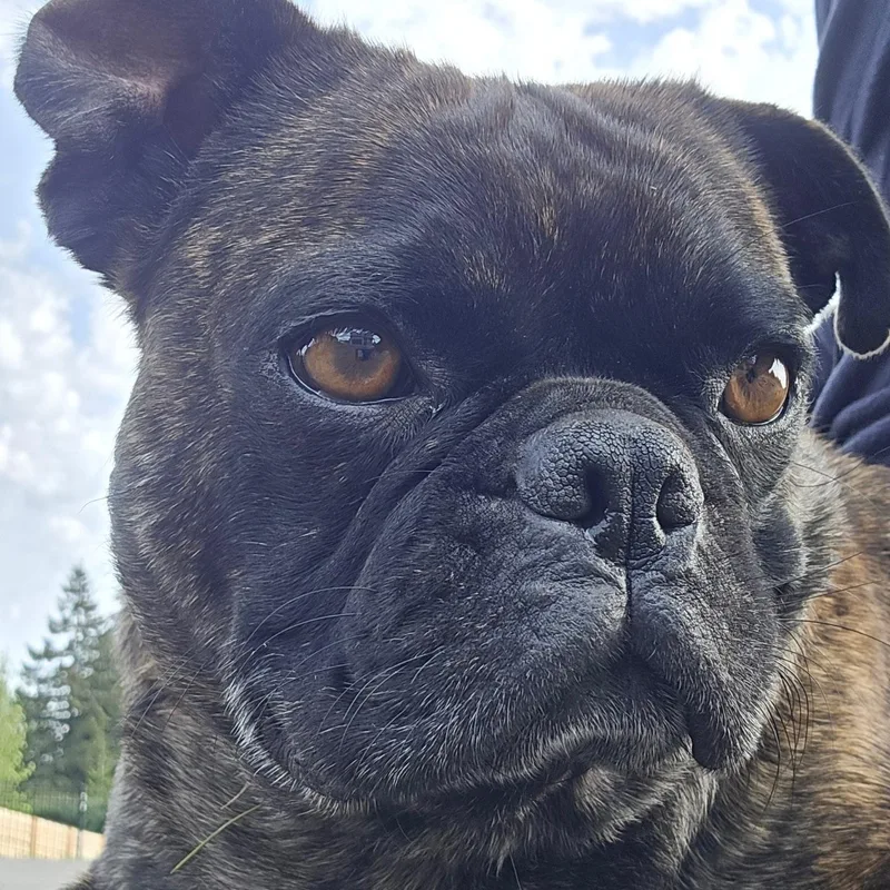 Mr. Loveable Frankie thumbnail 2