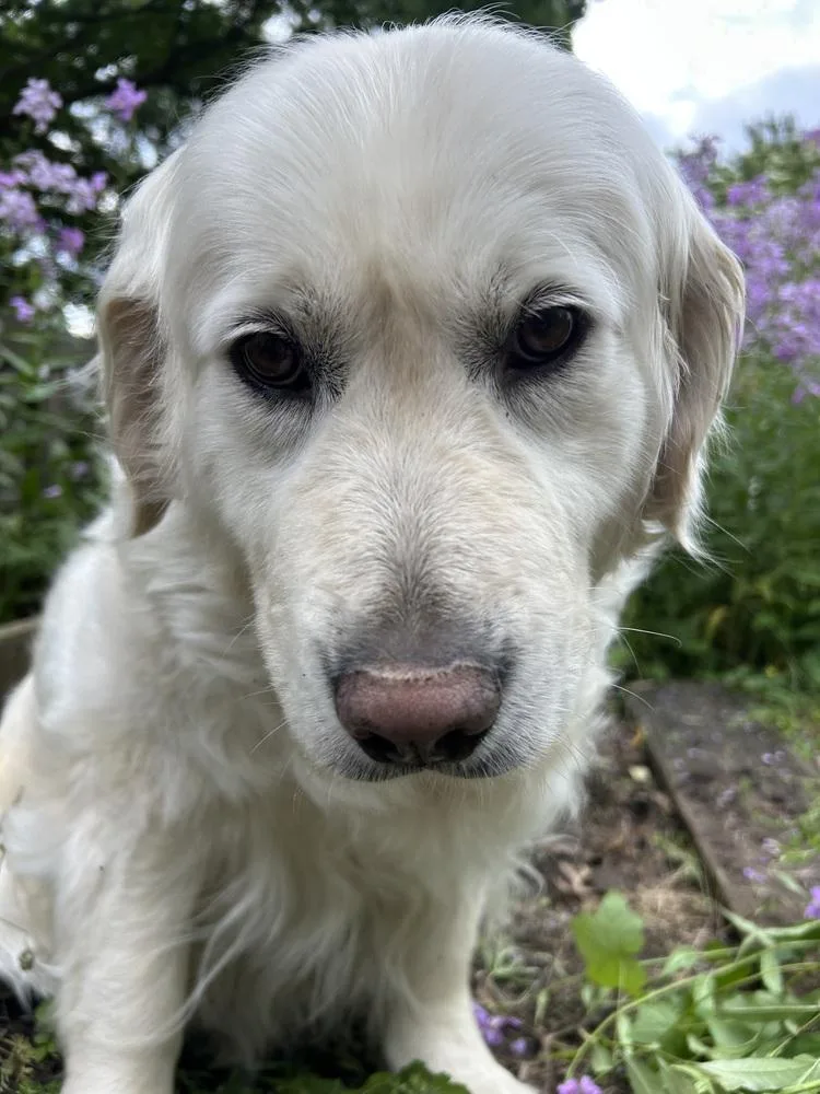 A senior large-sized female Golden Retriever dog named Poppy for adoption in Columbus, OH