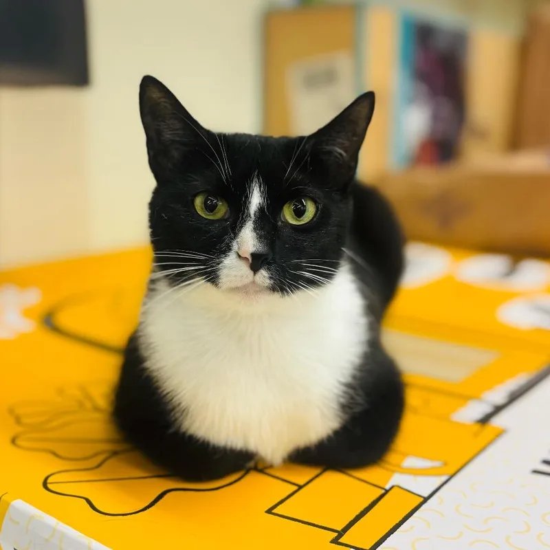 An adult small-sized female Black Domestic Short Hair cat named Momma Shirley for adoption in Woodbury, NJ