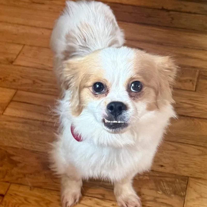 An adult small-sized male White / Cream Pomeranian dog named Sammy for adoption in Huntsville, AL