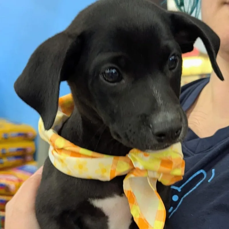 Blackberry  Sponsored By