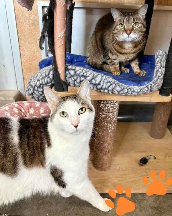 A senior small-sized female Domestic Short Hair cat named Freyja for adoption in Novato, CA