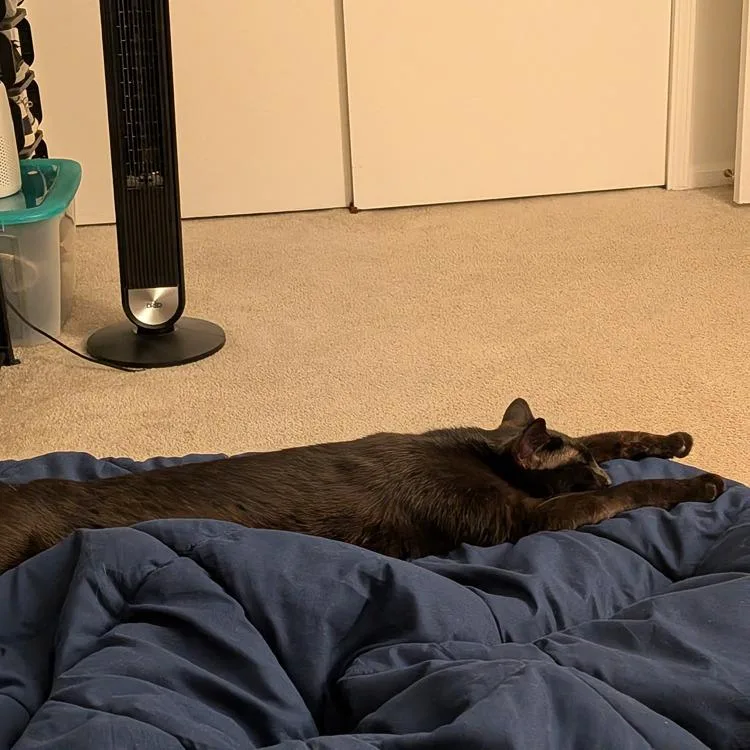 Penny