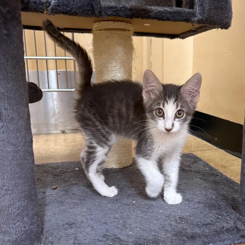 A baby small-sized male Gray / Blue / Silver Domestic Short Hair cat named Buster for adoption in Hemet, CA