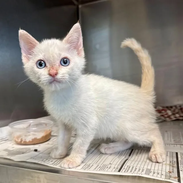 A baby small-sized male Domestic Short Hair cat named Sid for adoption in Riverside, CA