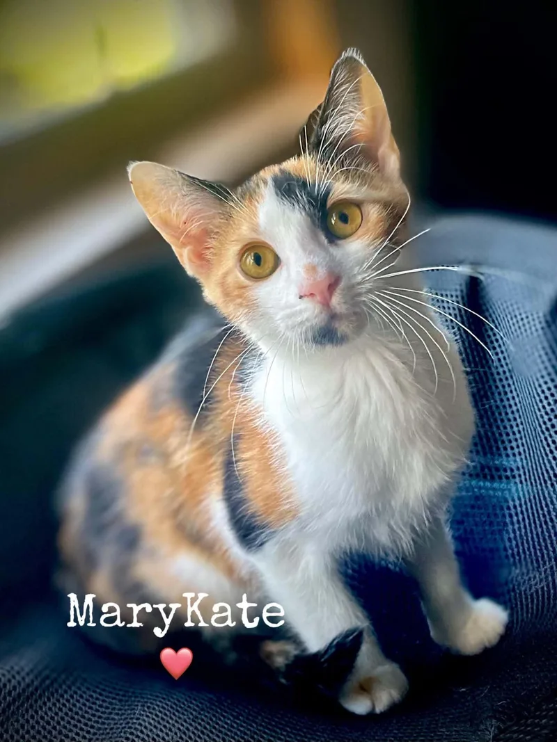 A baby medium-sized female Domestic Short Hair cat named MaryKate for adoption in Dansville, NY