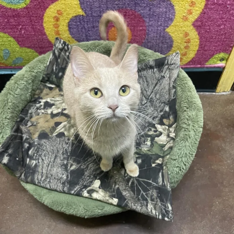 An adult medium-sized female Buff / Tan / Fawn Domestic Short Hair cat named Wing for adoption in Springfield, MO
