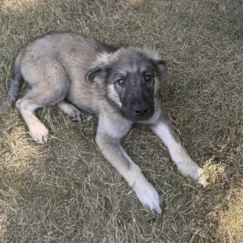A young medium-sized male Sable Shepherd dog named Denny for adoption in Pilot Point, TX