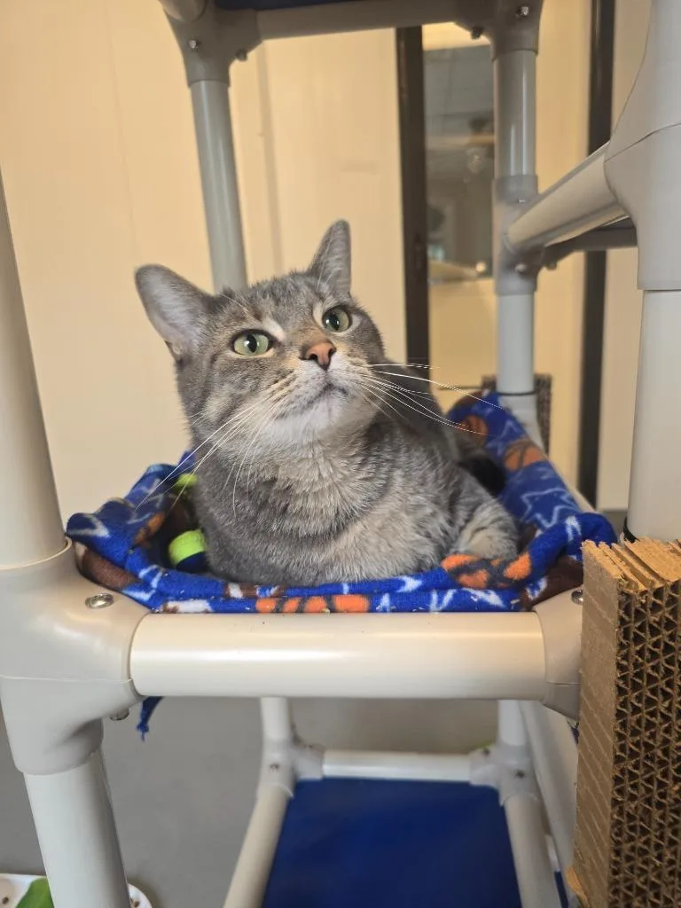 An adult small-sized female Domestic Short Hair cat named Gina for adoption in Barron, WI