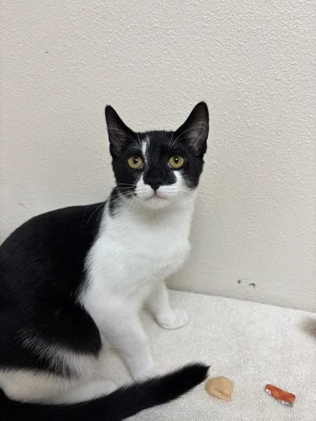 A baby small-sized female Domestic Short Hair cat named Lulu Pearl for adoption in Sherwood, OR