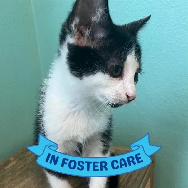 A baby small-sized male Domestic Short Hair cat named Jasper for adoption in Tallahassee, FL