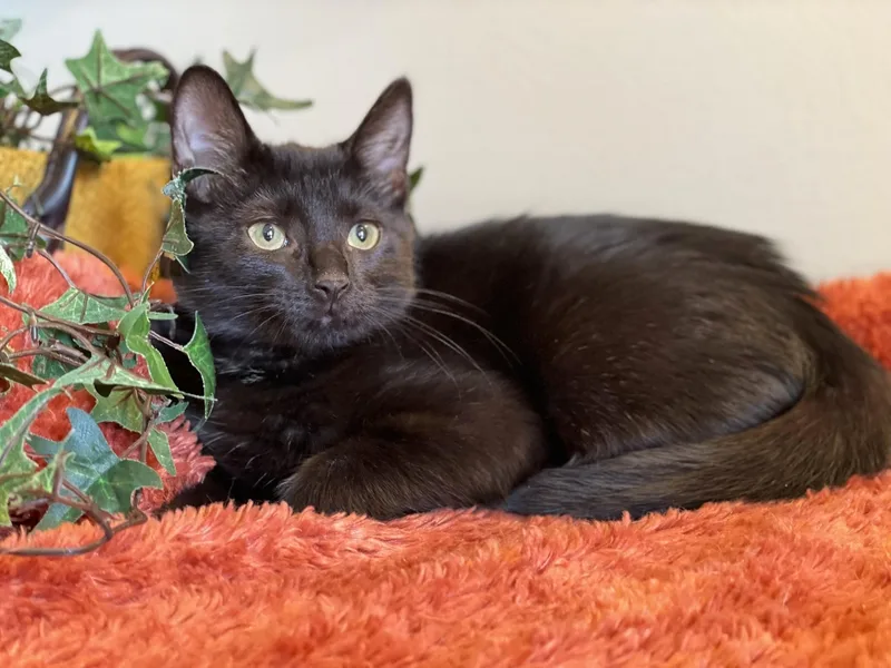 A baby medium-sized male Black Domestic Short Hair cat named Tucker for adoption in Taylor, MI