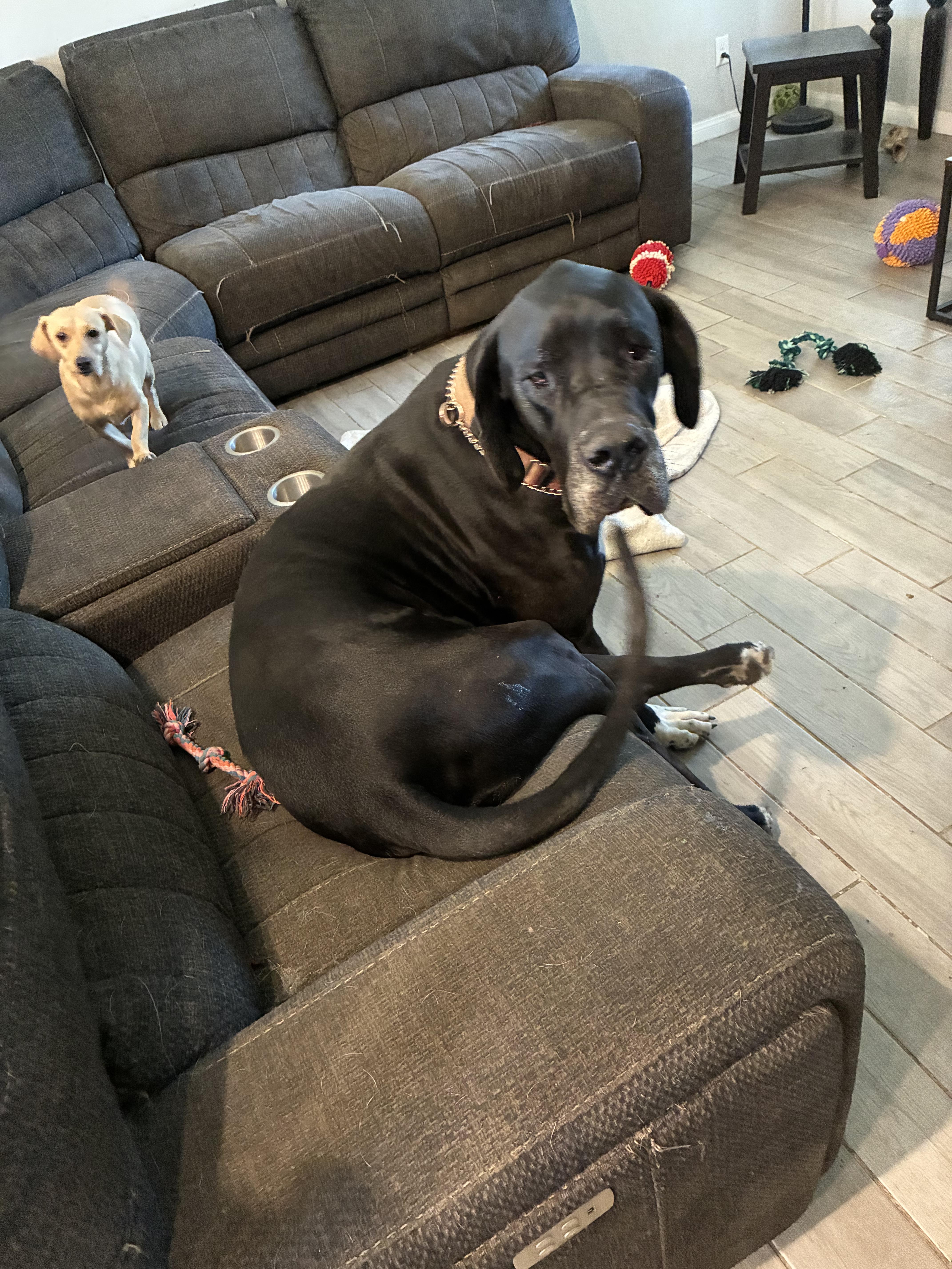 An adult extra large-sized male Black Great Dane dog named Denali for adoption in Long Beach, CA
