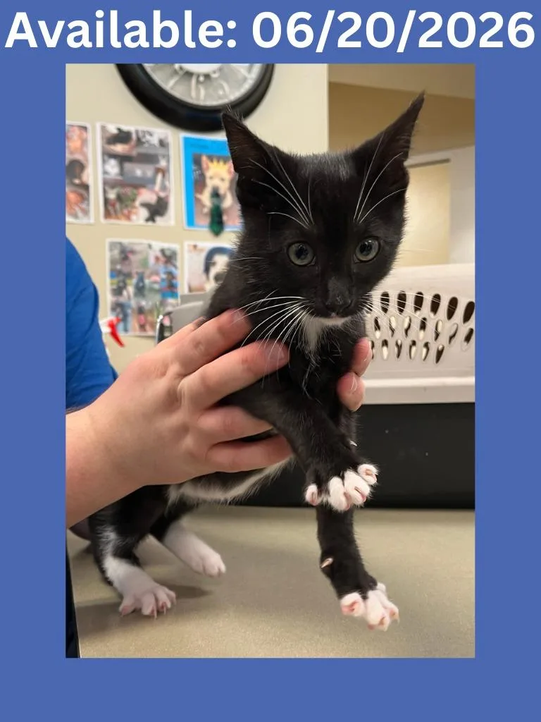 A baby small-sized male Domestic Short Hair cat named Cat Condo for adoption in Greenville, TX