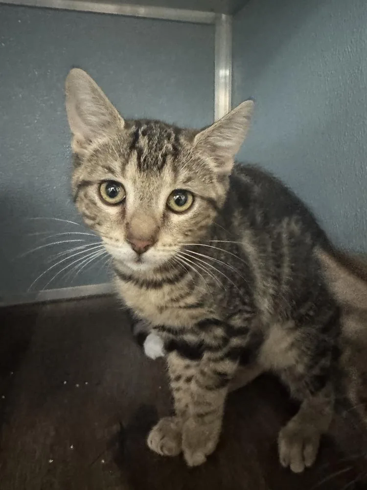 A baby medium-sized male Domestic Short Hair cat named Emerson for adoption in Milltown, NJ