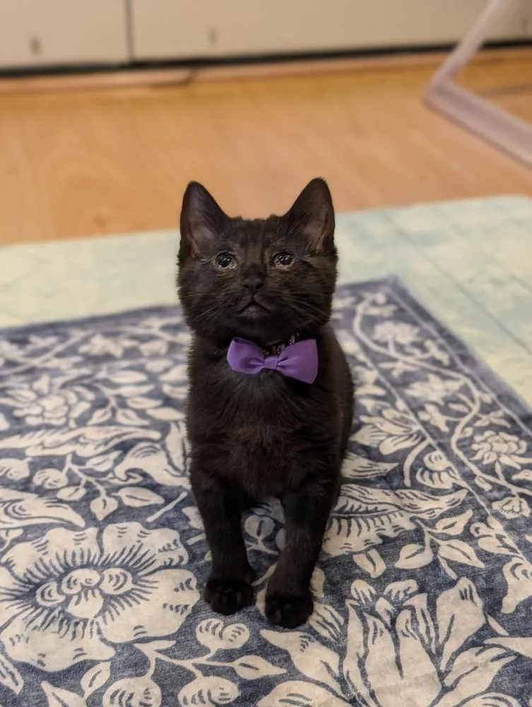 A baby small-sized female Black Domestic Short Hair cat named Luisa for adoption in Fremont, CA