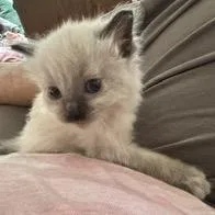 A baby small-sized female White Domestic Short Hair cat named Lululemon for adoption in Buffalo, MN
