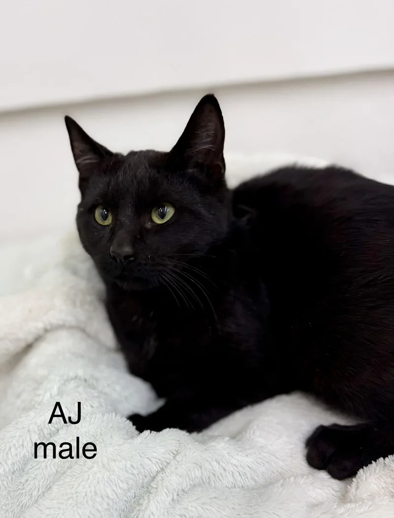 A baby medium-sized male Black Domestic Short Hair cat named Aj for adoption in Sonora, CA