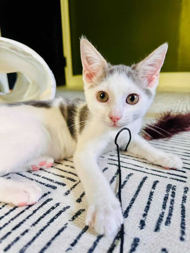 A young medium-sized male Gray & White Domestic Short Hair cat named Otter for adoption in Belchertown, MA