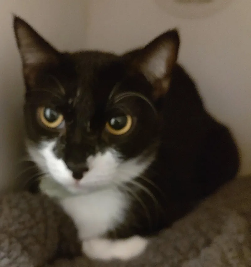 An adult medium-sized female Domestic Short Hair cat named Ella for adoption in Phoenix, AZ