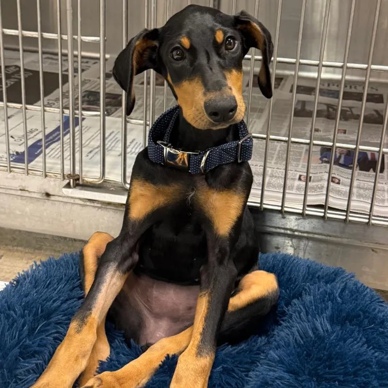 A baby small-sized female Black Doberman Pinscher dog named Raven A for adoption in Mission Hills, CA
