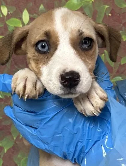 A young small-sized female Terrier dog named Precious for adoption in San Antonio, TX