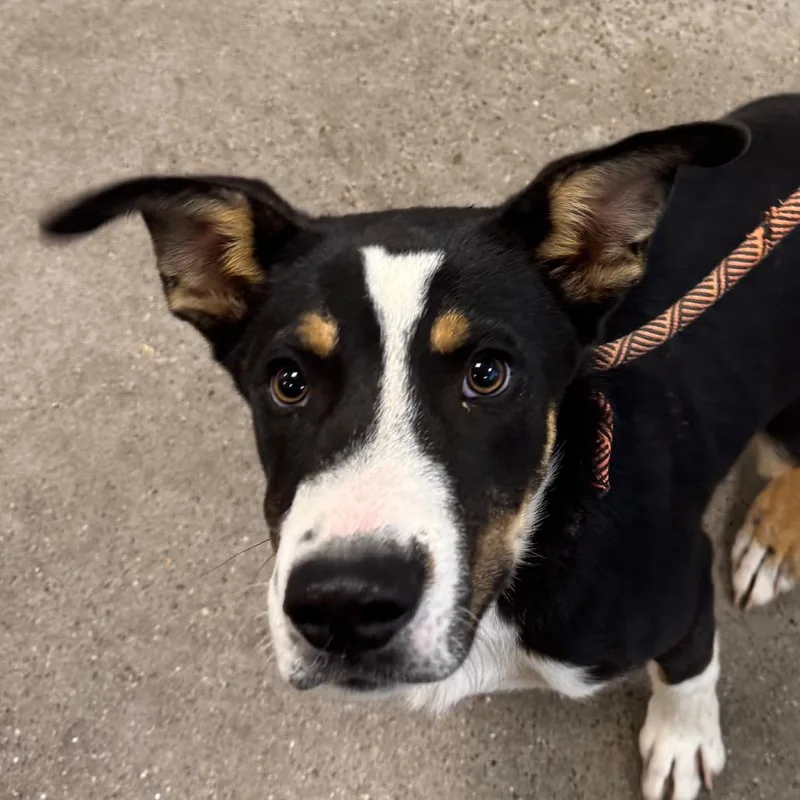 A young medium-sized male Black Mixed Breed dog named Poppi for adoption in Las Cruces, NM