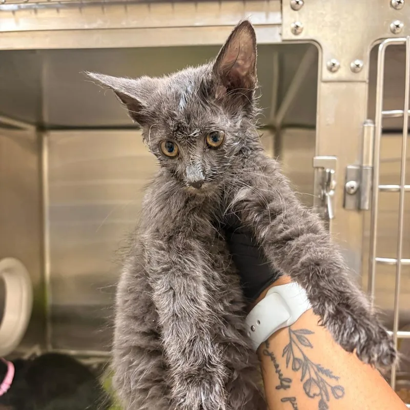 A baby small-sized female Domestic Short Hair cat named Raiders for adoption in Winston-Salem, NC