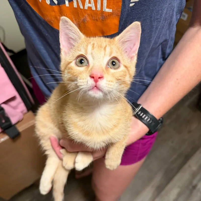 A baby small-sized male Orange / Red Domestic Short Hair cat named Nacho for adoption in Sequatchie, TN