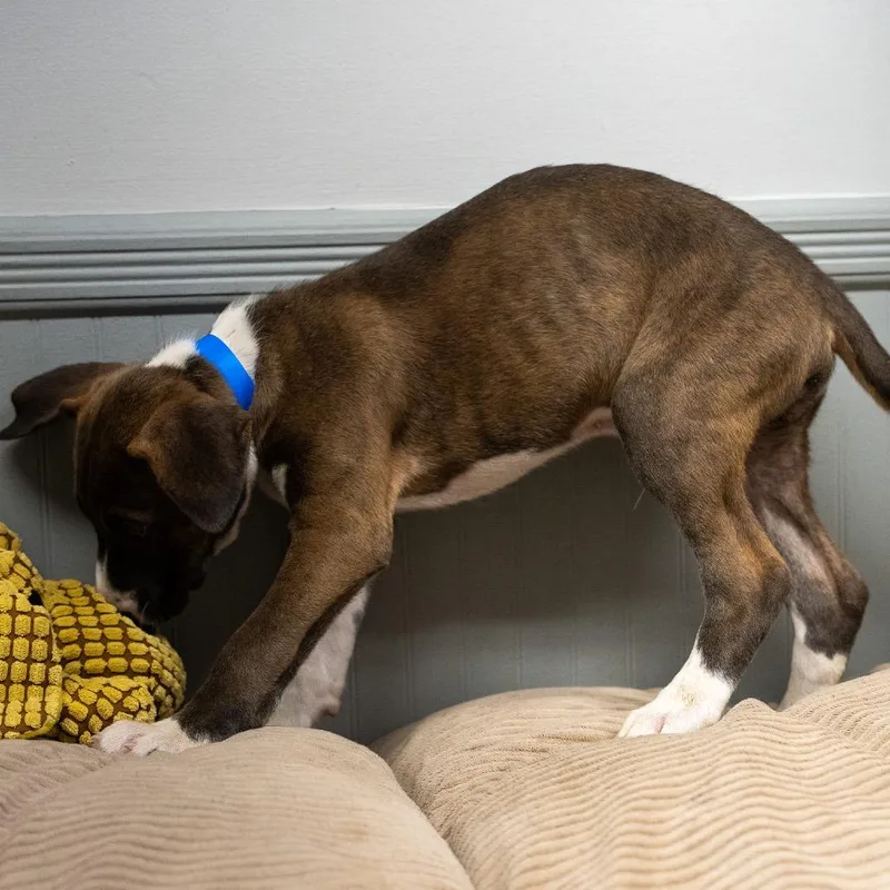 A baby medium-sized male Labrador Retriever dog named Squirrel for adoption in Pawling, NY