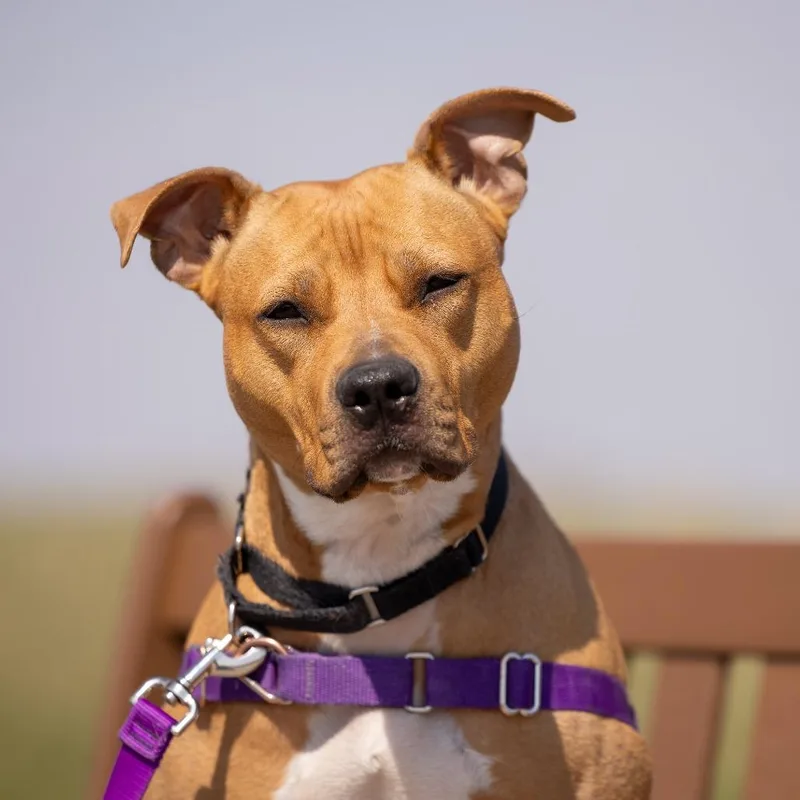 An adult medium-sized female Yellow / Tan / Blond / Fawn Mixed Breed dog named Shawny for adoption in Waukesha, WI