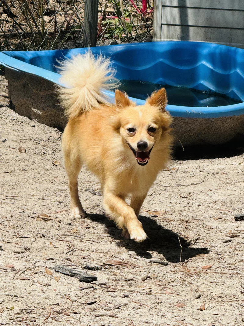 A young small-sized male Pomeranian dog named Frasier for adoption in Nahunta, GA