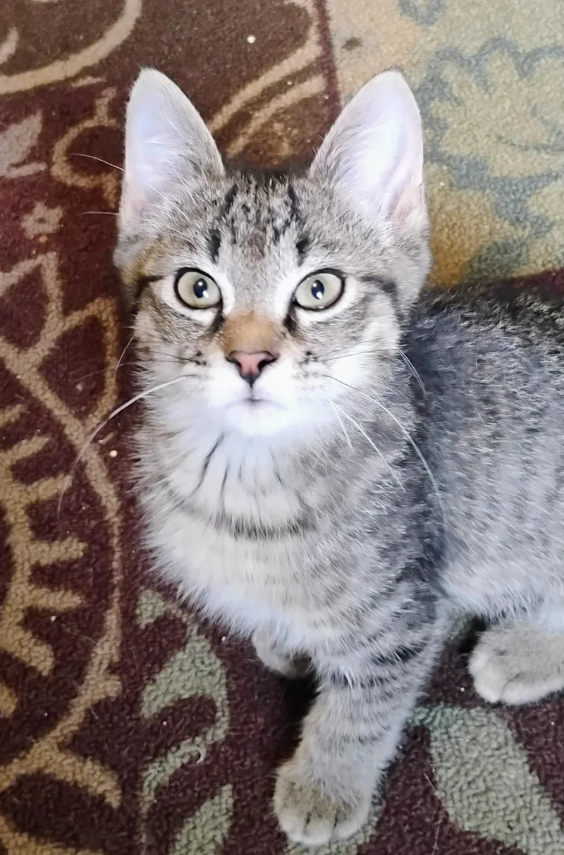 A young medium-sized male Tabby (Brown / Chocolate) Domestic Short Hair cat named Maurice for adoption in Williamsburg, VA