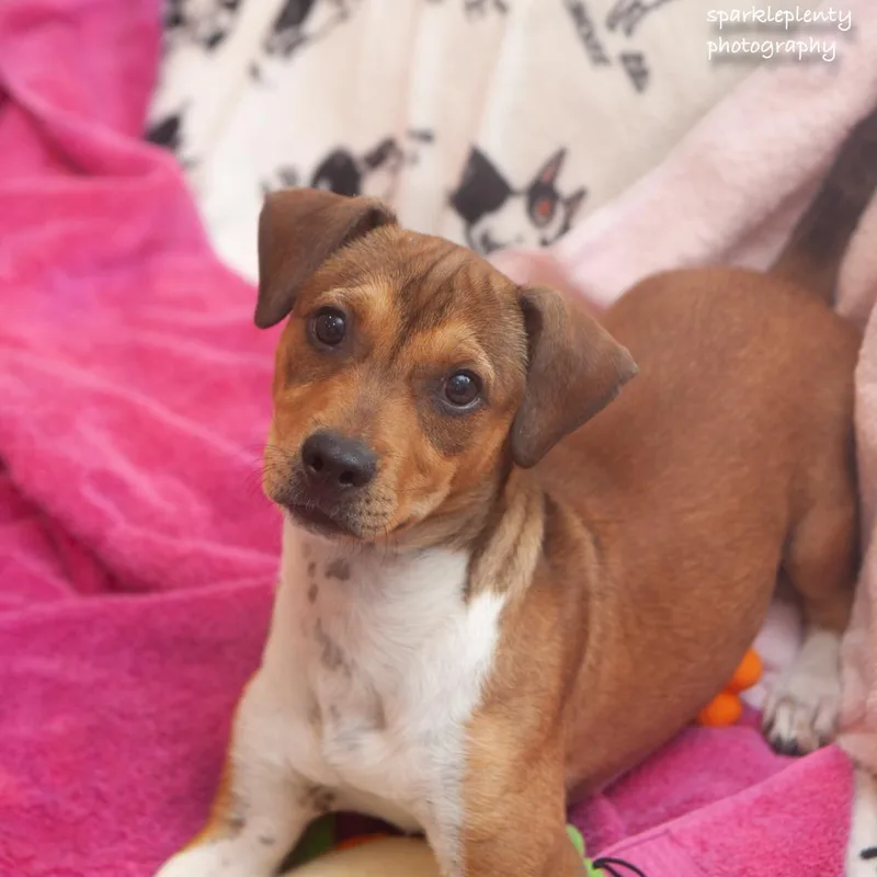 A baby medium-sized male Tricolor (Brown, Black, & White) Mixed Breed dog named Murtaugh for adoption in Ridgefield, CT