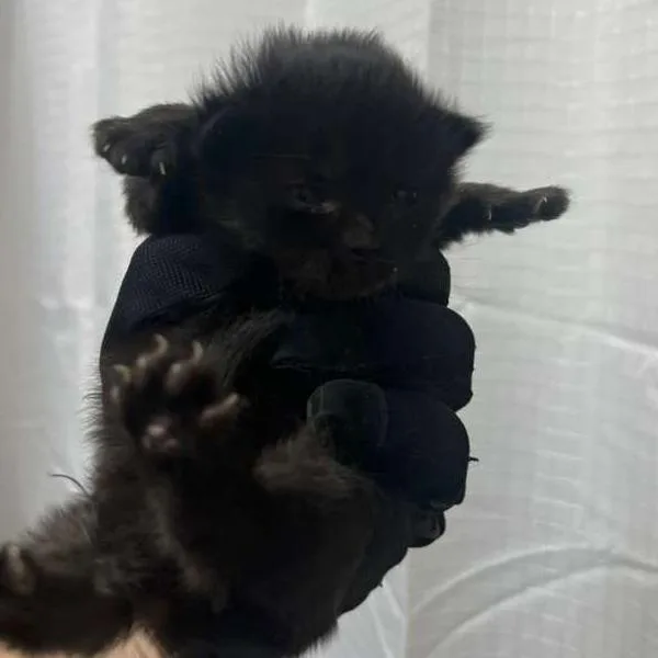 A baby small-sized female Black Domestic Short Hair cat named Cricket for adoption in Winchester, VA