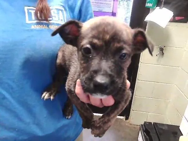 A baby small-sized male Australian Cattle Dog / Blue Heeler dog named Josh for adoption in Tulsa, OK