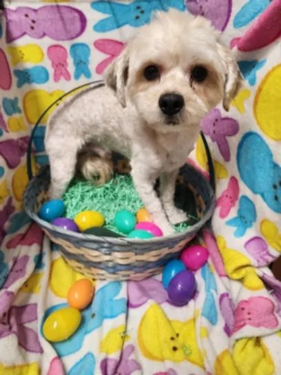 An adult medium-sized male Terrier dog named Sunny for adoption in Chatsworth, CA