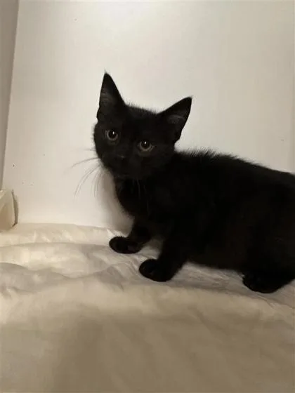 A baby small-sized male Domestic Short Hair cat named Noir for adoption in West Chester, PA