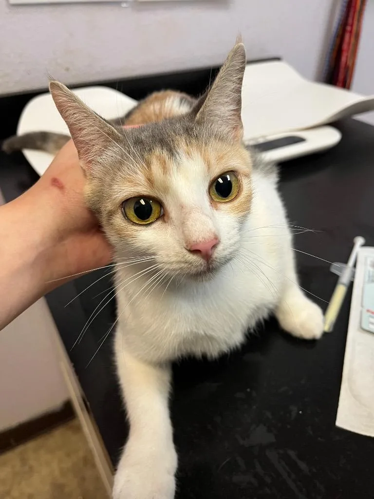 A young medium-sized female Domestic Short Hair cat named Star for adoption in New Braunfels, TX