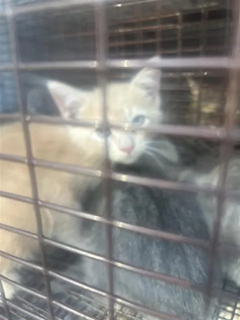 An adult medium-sized male Domestic Short Hair cat named A for adoption in Houston, TX