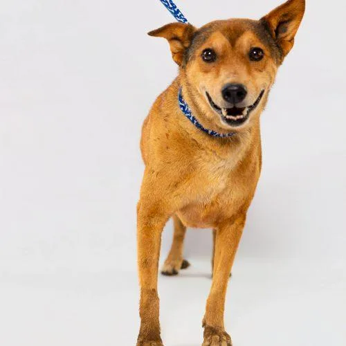 An adult medium-sized male Red / Chestnut / Orange Terrier dog named Coyote for adoption in Sullivan City, TX