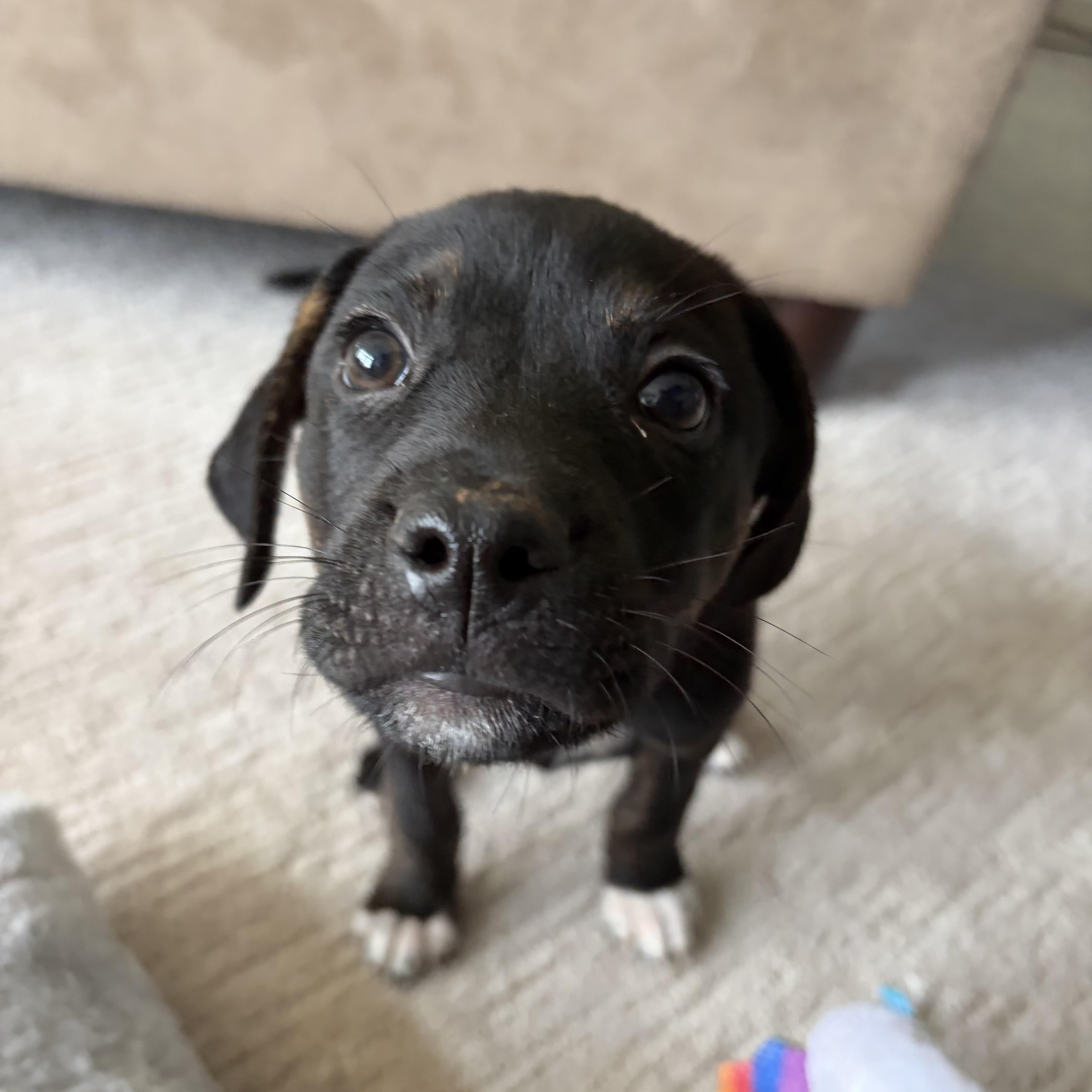 A baby medium-sized male Hound dog named Tagalong for adoption in Ellicott City, MD